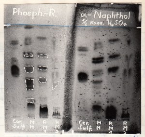 1969_06 - Cerebroside aus Rindermilz 4 - Chromatogramm-Foto