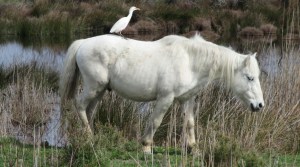 2015_03_19 Camargue (F)