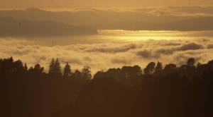 Bay area fog