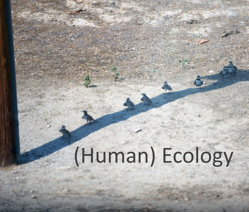1990_08_10 Carrizo Plain (San Luis Obispo County, CA): avian shadow-seekers