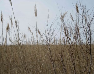 2015_03_19 Camargue (F)