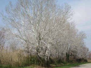 2015_03_19 Camargue (F)