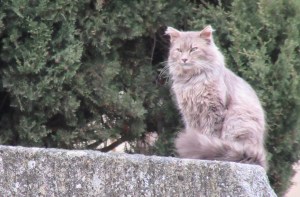 2015_03_24 Vaison-la-Romaine (F) (Dptm. Vaucluse)