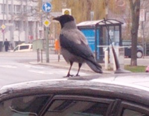 2015_01_24 Berlin: Corvus corone / Nebelkrähe