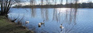 2016_03_15 Hamburg-Winterhude, Alsterschwäne an der Bellevue