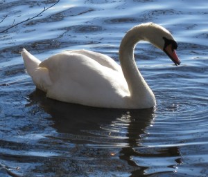 2016_03_15 Hamburg-Winterhude, Alsterschwan an der Bellevue