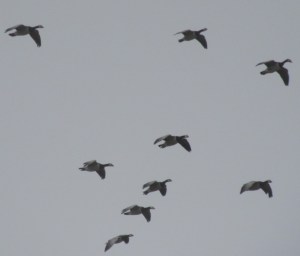 2016_03_19 St. Peter-Ording (Kreis Nordfriesland) - Bei Wittendün