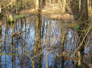 2016_03_26 Hamburg-Groß Borstel, Eppendorfer Moor