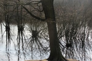 2016_03_26 Hamburg-Groß Borstel, Eppendorfer Moor