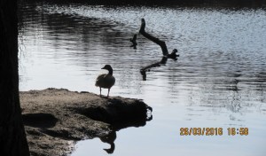 2016_03_26 Hamburg-Groß Borstel, Eppendorfer Moor