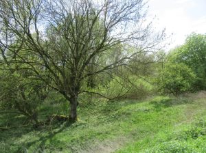 2016_05_03 Hamburg-Wilhelmsburg, NSG Rhee