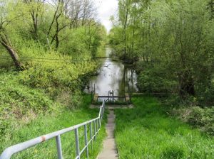 2016_05_03 Hamburg-Wilhelmsburg, NSG Rhee