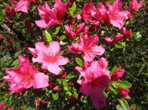 2016_05_05 Hamburg-Winterhude, Stadtpark