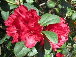 2016_05_05 Hamburg-Winterhude, Stadtpark