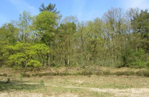 2016_05_06 Hamburg-Rissen, Binnendünen am oberen Elbufer