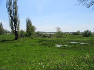 2016_05_06 Hamburg-Rissen, NSG Wittenbergener Heide - Elbwiesen