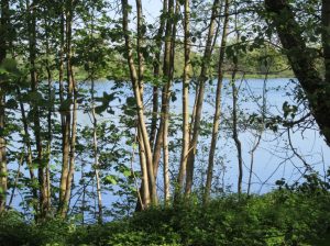 2016_05_08 Hamburg-Kirchwerder/-Neuengamme: NSG Kirchwerder Wiesen