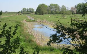 2016_05_08 Hamburg-Kirchwerder/-Neuengamme: NSG Kirchwerder Wiesen