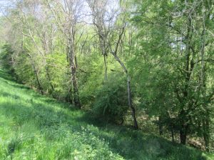 2016_05_08 Hamburg-Reitbrook/-Allermöhe, NSG "Die Reit"