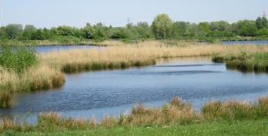 2016_05_08 Hamburg-Reitbrook/-Allermöhe, NSG "Die Reit"