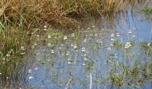 2016_05_08 Hamburg-Reitbrook/-Allermöhe, NSG "Die Reit"