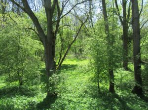 2016_05_08 Hamburg-Reitbrook/-Allermöhe, NSG "Die Reit"