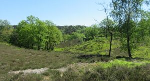 2016_05_13 Hamburg-Neugraben-Fischbek: Fischbeker Heide