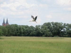 2016_06_18 Jerichow (Sachsen-Anhalt): Wiesenland und Kloster