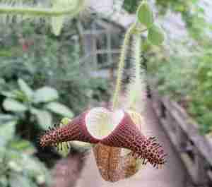 2016_08_15 Berlin, Botanischer Garten