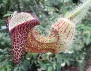 2016_08_15 Berlin, Botanischer Garten