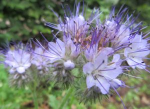 2016_08_20 Hamburg-Winterhude, Goldbek-Aue