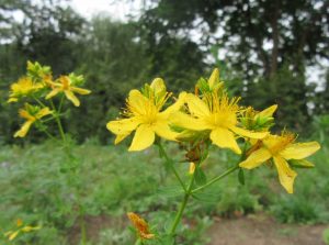 2016_08_20 Hamburg-Winterhude, Goldbek-Aue