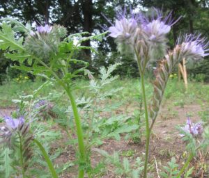 2016_08_20 Hamburg-Winterhude, Goldbek-Aue