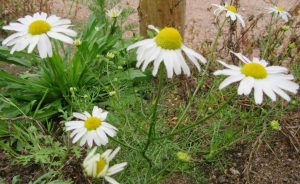 2016_08_20 Hamburg-Winterhude, Goldbek-Aue