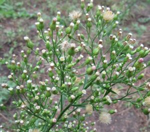 2016_08_20 Hamburg-Winterhude, Goldbek-Aue