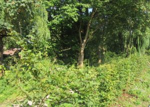 2016_09_10 Hamburg-Winterhude, Goldbek-Aue