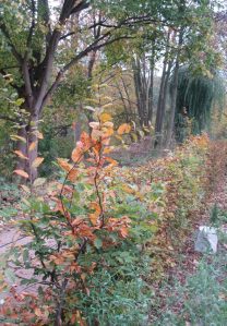 2016_10_27 Hamburg-Winterhude, Goldbek-Aue