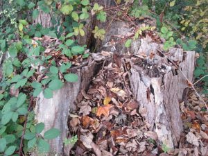 2016_10_27 Hamburg-Winterhude, Goldbek-Aue