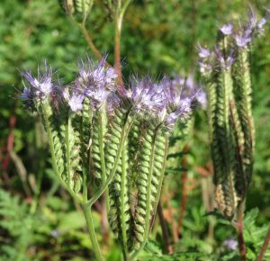 2016_09_25 Hamburg-Winterhude, Goldbek-Aue