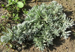 2016_09_25 Hamburg-Winterhude, Goldbek-Aue