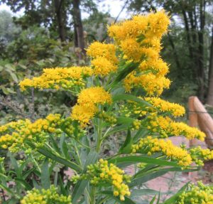 2016_10_01 Hamburg-Winterhude, Goldbek-Aue