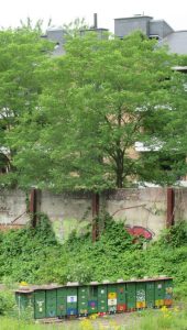 2015_07_11 Hamburg-Eppendorf: Bienenstöcke