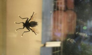 2015_09_02 Hamburg-Winterhude, Dorotheenstr. mit Insekt