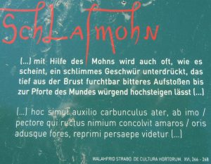 2015_09_13 Stift Melk (A), Schlafmohn im Park