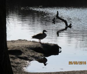 2016_03_26 Hamburg-Groß Borstel: im Eppendorfer Moor