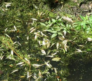 2016_08_01 Berlin, Tiergarten - Fischsterben