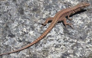 2014_10_18 Ascona (CH), Monte Verità