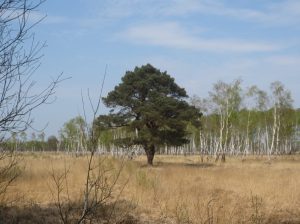 2014_04_20 Hamburg, Duvenstedter Brook