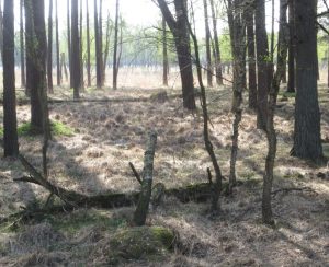 2014_04_20 Hamburg, Duvenstedter Brook