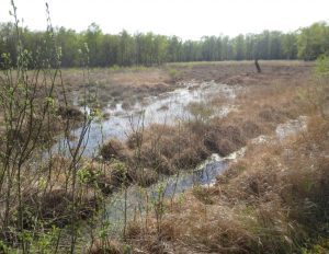 2014_04_20 Hamburg, Duvenstedter Brook